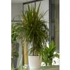 Plante d'intrieur - Dracaena 2 troncs + Pot Blanc