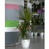 Plante d'intrieur - Dracaena 2 troncs + Pot Blanc