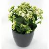 Kalanchoe blanc + Cache pot Anthracite