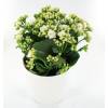 Kalanchoe blanc + Cache pot Blanc