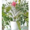 Aechmea 'Primera' + Cache pot Blanc