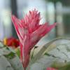 Aechmea 'Primera' + Cache pot Blanc