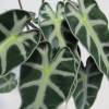 Alocasia noir + Cache pot Blanc