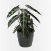 Alocasia noir + Cache pot Anthracite