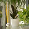 Caoutchouc (Ficus elastica) + Cache pot Blanc