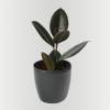 Caoutchouc (Ficus elastica) + Cache pot Anthracite