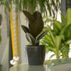 Caoutchouc (Ficus elastica) + Cache pot Anthracite