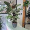 Calathea 'White Star' + Cache pot Anthracite