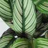 Calathea 'White Star' + Cache pot Anthracite