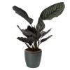 Calathea 'Ornata' + Cache pot Anthracite