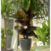 Calathea 'Ornata' + Cache pot Anthracite