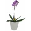 Phalaenopsis Mauve + Cache pot Blanc