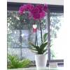 Orchidée Mauve + Cache pot Transparent