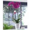 Orchide Mauve + Cache pot Transparent