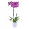 Orchide Mauve + Cache pot Transparent