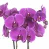 Orchidée Mauve + Cache pot Transparent