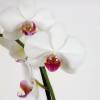Orchide Blanche + Cache pot Transparent