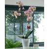 Orchide Rose + Cache pot Transparent