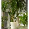 Zamioculcas + Cache pot Blanc