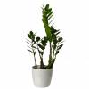 Zamioculcas + Cache pot Blanc