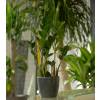 Zamioculcas + Cache pot Anthracite