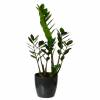 Zamioculcas + Cache pot Anthracite