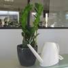 Zamioculcas + Cache pot Anthracite