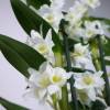 Dendrobium Blanc + Cache pot Blanc