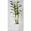 Dendrobium Blanc + Cache pot Blanc