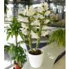 Dendrobium Blanc + Cache pot Blanc