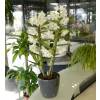 Dendrobium Blanc + Cache pot Anthracite