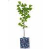 Ginkgo pour cadeaux d'affaires