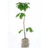 Bb arbre pour un mariage