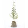 Bb arbre pour un mariage