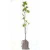 Bb arbre pour un mariage