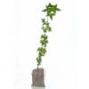 Bb arbre pour une naissance ou un baptme