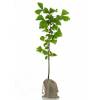 Bb arbre pour une naissance ou un baptme