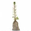 Bb arbre pour une naissance ou un baptme