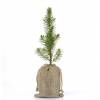 Bb arbre pour une naissance ou un baptme