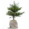 Bb arbre pour une naissance ou un baptme