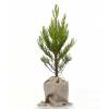 Bb arbre pour une naissance ou un baptme