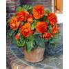 Bgonia Double orange