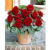 Bgonia Double rouge