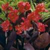 Canna 'Pink Furority'