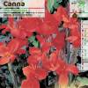 Canna 'The president'