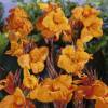 Canna Orange Wyoming