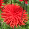 Dahlia Cactus 'Berger Record'