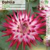 Dahlia Cactus 'Cha Cha'