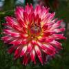 Dahlia Cactus 'Cha Cha'