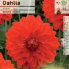 Dahlia Dcoratif  'Abba'